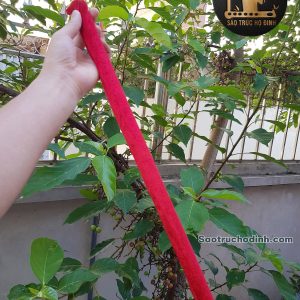 Sáo Trúc Giá Rẻ SCN1 - Sáo Trúc Họ Đinh