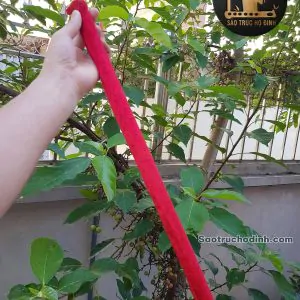 Sáo Trúc Giá Rẻ SCN1 - Sáo Trúc Họ Đinh